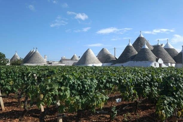 Vite tra i Filari - degustazione di vini tra i trulli, Locorotondo, Valle d'Itria